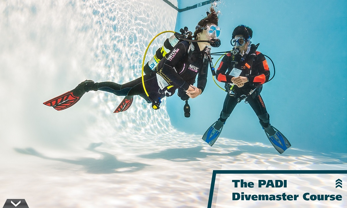 Are You Ready To Go Pro? Learn More About Becoming A Padi Divemaster