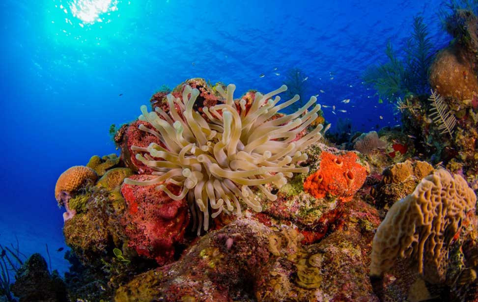 Summer Seminars: Reef-safe Products & Marine Ecology