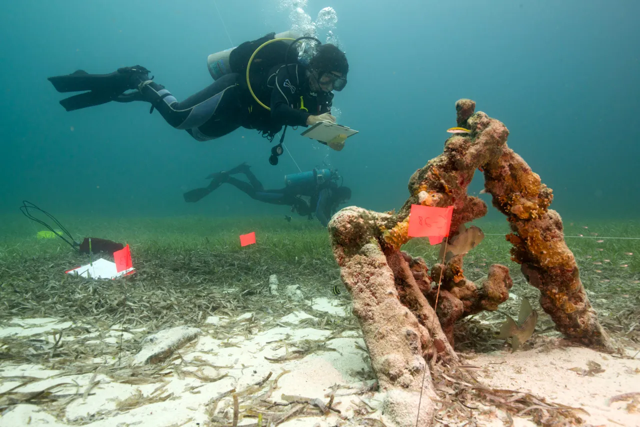 A young diver conducts a survey underwater