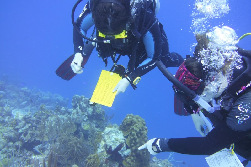 Divers counting fish for a REEF survey.